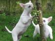 Pedigree KC Registered Smooth Coat Chihuahua Puppies in Plymouth,  Devon