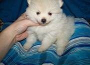Beautiful Pomeranian Puppies For Excellent Homes