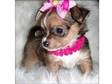 chihuahua teacup puppy for sale. This little teacup is....