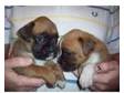 boxer pups. red and white boxer pups, kc....