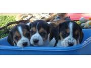 Three BEAGLE Pups for sale