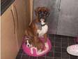 2x Boxers For Sale. 1 K.C Reg Male 17months old brindle....