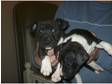english bull terrier cross staffy pups only 2 pups left
