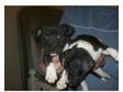 english bull terrier cross staffy pups only 2 pups left.....