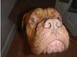 Dogue de Bordeaux Adult Male Castrated nearly 3yrs....