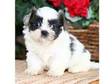 Shih Tzu puppies. These fluffy little,  KC registered....