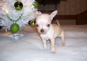 Lovely Chihuahua Puppies For Adorable Homes