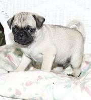 cute and loving pug puppies for good homes