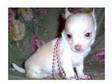 CHIHUAHUA PUPPIES FOR NICE HOMES.well trained and....