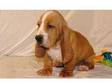 We have a male and a female Basset Hound Puppies . they....