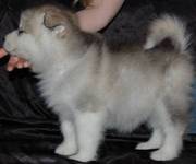 jaminelarry@gmail.com Gorgeous and adorable alskan malamute puppies