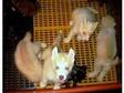 siberian puppies available. HUSKIES ARE A VERY SOCIABLE, ....