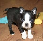 Boston Terrier Puppy For Sale