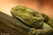 2 Bearded Dragon a FULL set up £220 ono Willing to break down sale