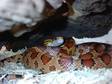 £90 - CORN SNAKE for sale with