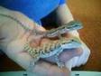 Baby Normal/Sandfire Bearded Dragons. I have 10 Juvenile....
