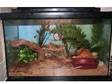 two garter snakes and complete setup. two friendly....