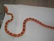 Corn snakes 3 for sale born july 09 feeding well on....