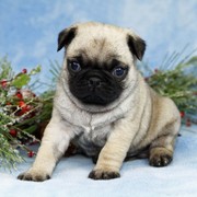 Home Raised Pug puppies ready to go 